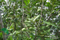 Ветряной вентилятор для сада из дерева макадамии (FSJ-85)